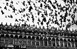 Volo di colombi in Piazza - 06/2003