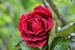 Rosa rossa dopo la pioggia
