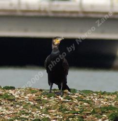 Cormorano