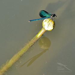Libellula riflessa nell'acqua lurida  [06/2025]